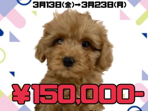 岡山県のトイプードル(トイ) (アミーゴ津山店/2025年12月30日生まれ/男の子/レッドフォーン)の子犬