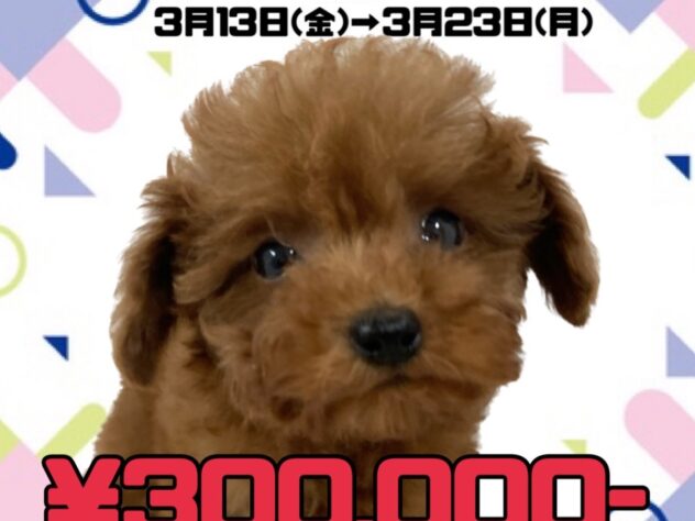 岡山県のトイプードル(トイ) (アミーゴ津山店/2025年12月30日生まれ/女の子/レッドフォーン)の子犬