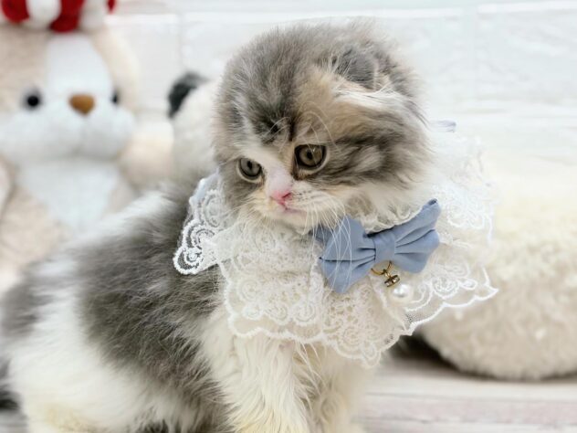 岡山県のスコティッシュフォールド (ワンキャラット アミーゴ岡南店/2026年1月24日生まれ/男の子/ブルークラシックタビーホワイト)の子猫の2枚目の画像