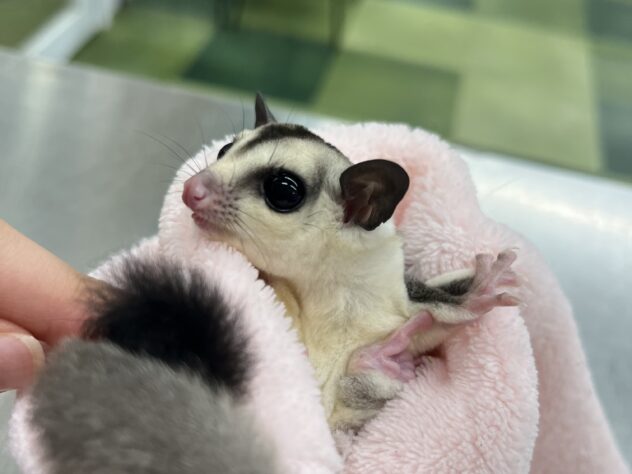 フクロモモンガ ホワイトフェイス | ペットワールド アミーゴ