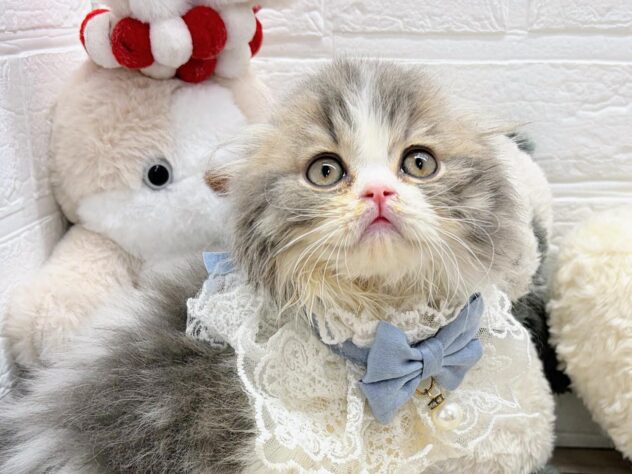 岡山県のスコティッシュフォールド (ワンキャラット アミーゴ岡南店/2026年1月24日生まれ/男の子/ブルークラシックタビーホワイト)の子猫の1枚目の画像