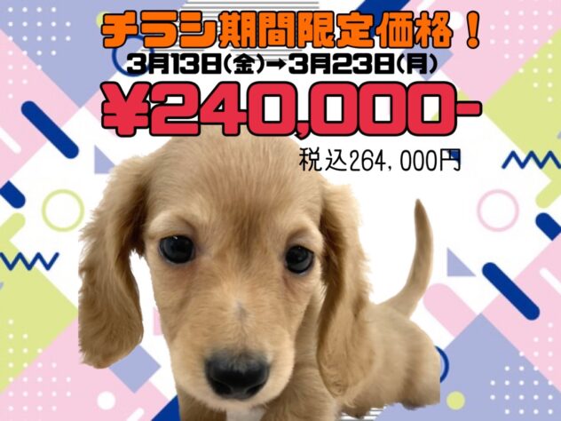 岡山県のミニチュアダックスフンド(ロング) (アミーゴ津山店/2026年1月3日生まれ/男の子/イエロー)の子犬