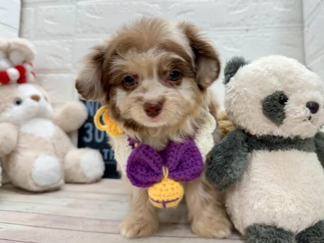 岡山県のハーフ犬・ミックス犬 (ワンキャラット アミーゴ岡南店/2026年1月13日生まれ/男の子/チョコレートマール)の子犬の2枚目の画像