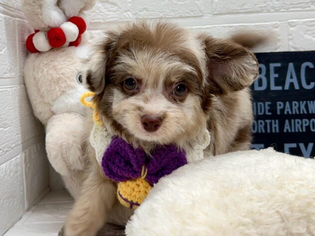 岡山県のハーフ犬・ミックス犬 (ワンキャラット アミーゴ岡南店/2026年1月13日生まれ/男の子/チョコレートマール)の子犬の1枚目の画像