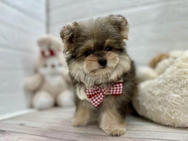 岡山県のハーフ犬・ミックス犬 (ワンキャラット アミーゴ岡南店/2025年12月21日生まれ/女の子/フォーン)の子犬の2枚目の画像