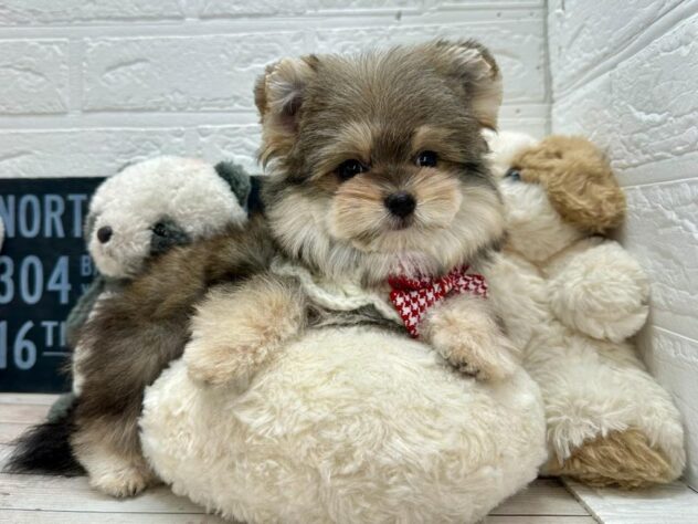 岡山県のハーフ犬・ミックス犬 (ワンキャラット アミーゴ岡南店/2025年12月21日生まれ/女の子/フォーン)の子犬の1枚目の画像