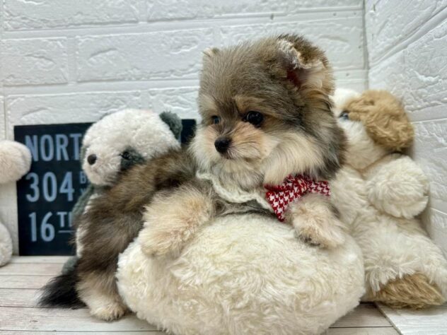 岡山県のハーフ犬・ミックス犬 (ワンキャラット アミーゴ岡南店/2025年12月21日生まれ/女の子/フォーン)の子犬の3枚目の画像