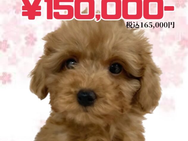 岡山県のトイプードル(トイ) (アミーゴ津山店/2025年12月30日生まれ/男の子/レッドフォーン)の子犬