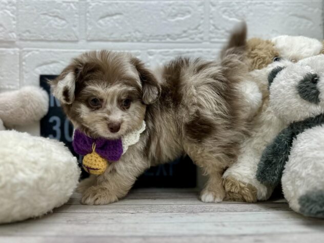 岡山県のハーフ犬・ミックス犬 (ワンキャラット アミーゴ岡南店/2026年1月13日生まれ/男の子/チョコレートマール)の子犬の3枚目の画像