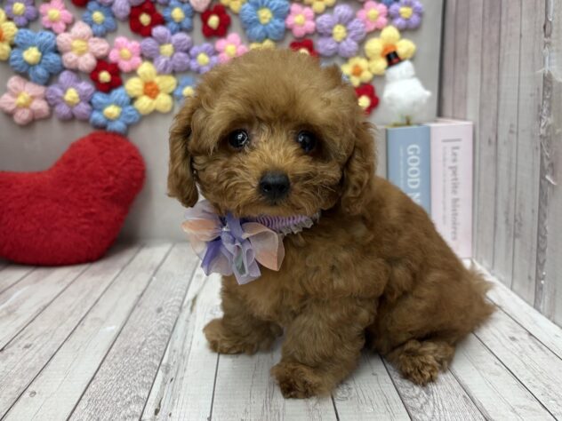 岡山県のトイプードル(トイ) (ワンキャラット アミーゴ高屋店/2026年1月9日生まれ/男の子/オレンジフォーン)の子犬の1枚目の画像