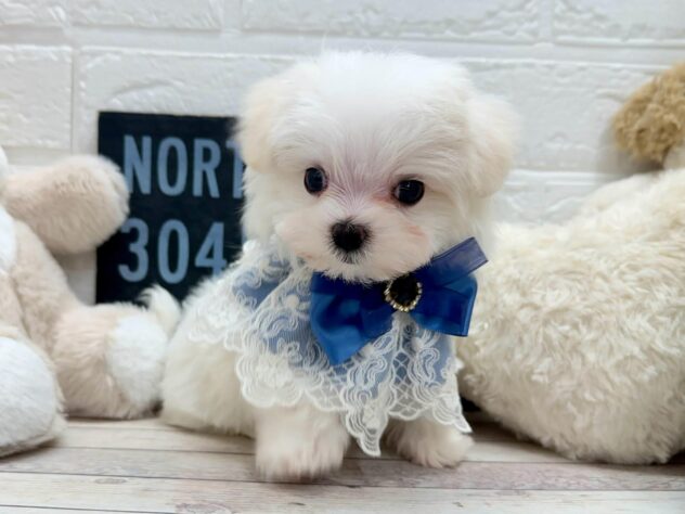 岡山県のマルチーズ (ワンキャラット アミーゴ岡南店/2026年1月27日生まれ/男の子/ホワイト)の子犬の2枚目の画像