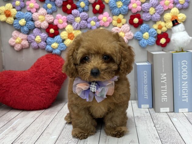 岡山県のトイプードル(トイ) (ワンキャラット アミーゴ高屋店/2026年1月9日生まれ/男の子/オレンジフォーン)の子犬の2枚目の画像