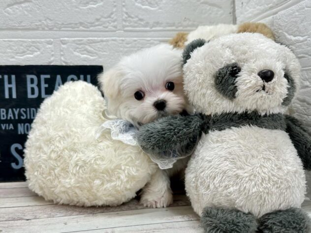 岡山県のマルチーズ (ワンキャラット アミーゴ岡南店/2026年1月27日生まれ/男の子/ホワイト)の子犬の3枚目の画像