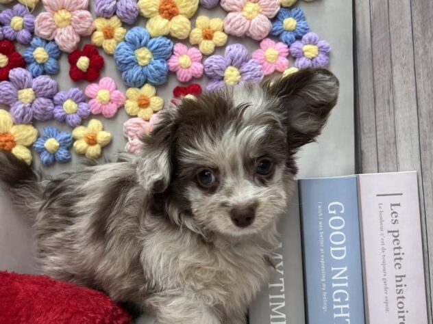 岡山県のチワプー/プーチー(チワワ×プードル) (ワンキャラット アミーゴ高屋店/2026年1月13日生まれ/男の子/チョコレートマール)の子犬の1枚目の画像