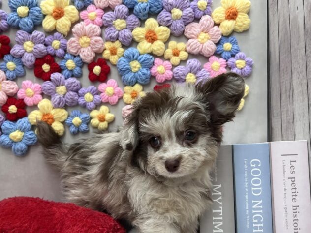 岡山県のチワプー/プーチー(チワワ×プードル) (ワンキャラット アミーゴ高屋店/2026年1月13日生まれ/男の子/チョコレートマール)の子犬の2枚目の画像