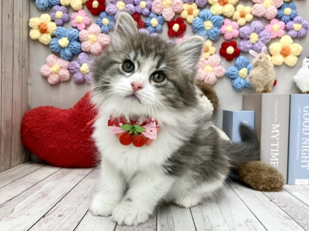 岡山県のマンチカン (ワンキャラット アミーゴ高屋店/2026年2月2日生まれ/女の子/ブルータビーホワイト)の子猫の1枚目の画像