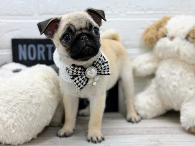 岡山県のパグ (ワンキャラット アミーゴ岡南店/2026年1月8日生まれ/女の子/フォーン)の子犬の3枚目の画像