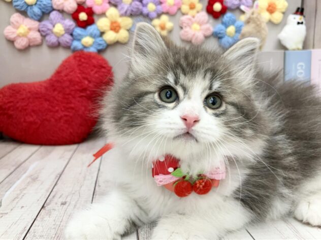 岡山県のマンチカン (ワンキャラット アミーゴ高屋店/2026年2月2日生まれ/女の子/ブルータビーホワイト)の子猫の2枚目の画像