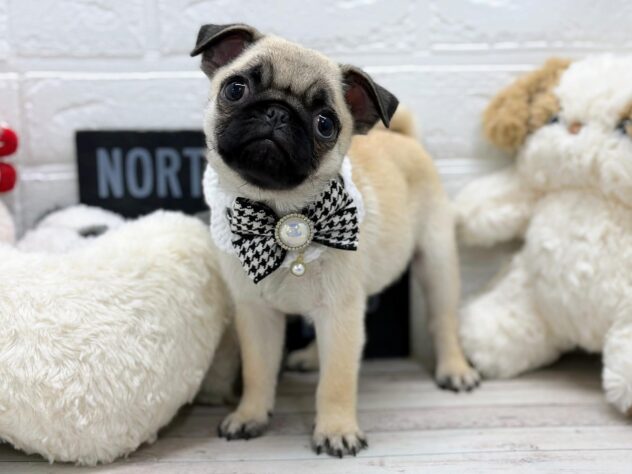 岡山県のパグ (ワンキャラット アミーゴ岡南店/2026年1月8日生まれ/女の子/フォーン)の子犬の2枚目の画像