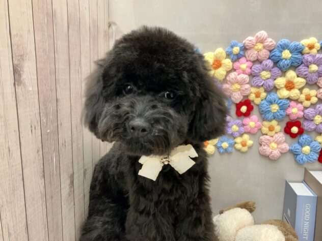 岡山県のトイプードル(トイ) (ワンキャラット アミーゴ高屋店/2025年7月28日生まれ/女の子/ブラック)の子犬