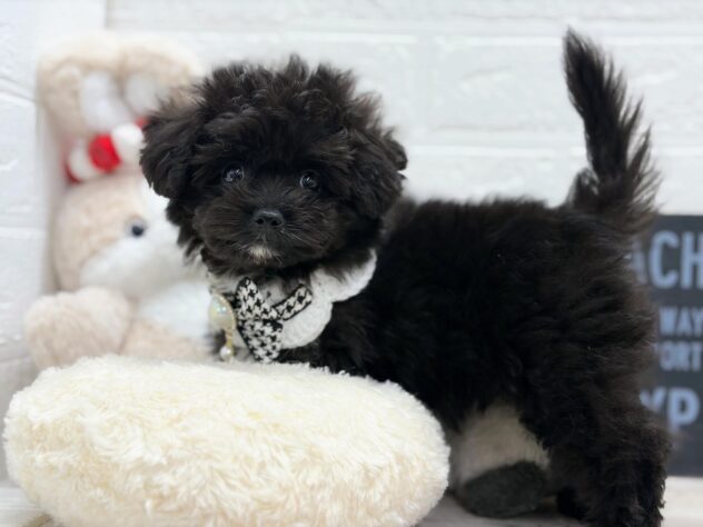 岡山県のハーフ犬・ミックス犬 (ワンキャラット アミーゴ岡南店/2026年1月21日生まれ/男の子/ブラック)の子犬の2枚目の画像