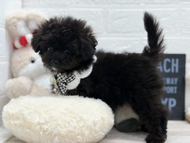 岡山県のハーフ犬・ミックス犬 (ワンキャラット アミーゴ岡南店/2026年1月21日生まれ/男の子/ブラック)の子犬の3枚目の画像