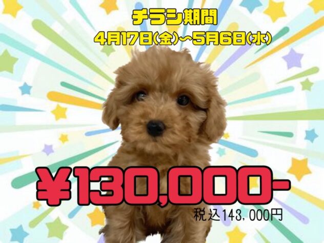 岡山県のトイプードル(トイ) (アミーゴ津山店/2025年12月30日生まれ/男の子/レッドフォーン)の子犬