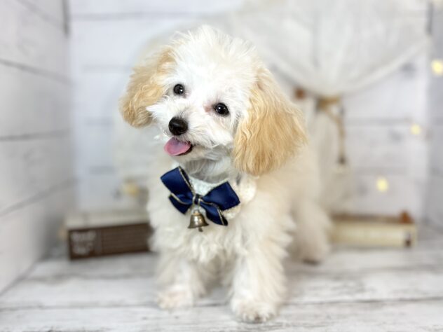 香川県のトイプードル(トイ) (ワンキャラット アミーゴ屋島店/2025年10月20日生まれ/女の子/ペールフォーン)の子犬の3枚目の画像