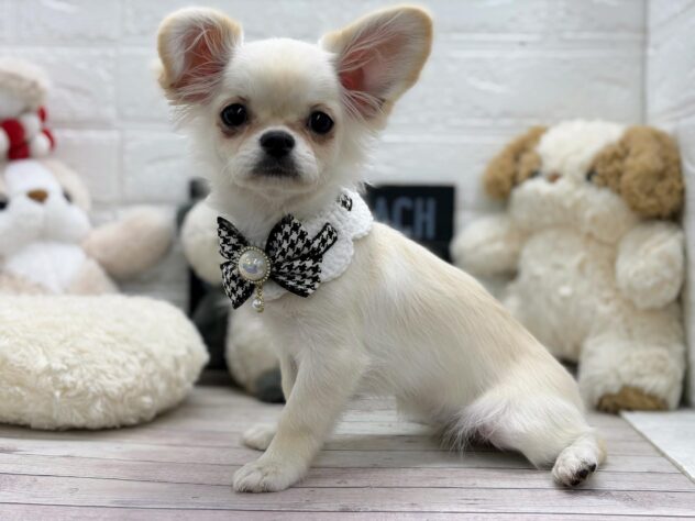 岡山県のハーフ犬・ミックス犬 (ワンキャラット アミーゴ岡南店/2025年11月15日生まれ/女の子/ホワイト)の子犬の2枚目の画像