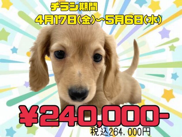 岡山県のミニチュアダックスフンド(ロング) (アミーゴ津山店/2026年1月3日生まれ/男の子/イエロー)の子犬