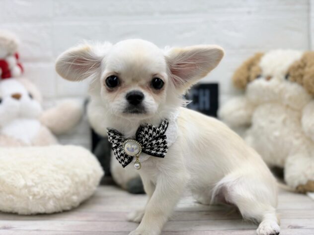 岡山県のハーフ犬・ミックス犬 (ワンキャラット アミーゴ岡南店/2025年11月15日生まれ/女の子/ホワイト)の子犬の3枚目の画像