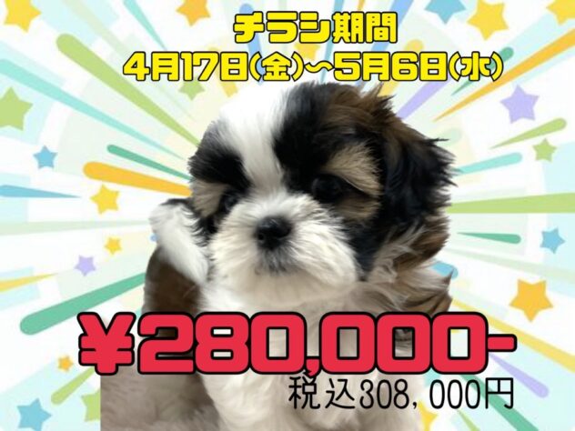 岡山県のシーズー (アミーゴ津山店/2026年1月6日生まれ/女の子/ゴールドホワイト)の子犬の1枚目の画像