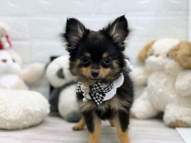 岡山県のハーフ犬・ミックス犬 (ワンキャラット アミーゴ岡南店/2025年12月23日生まれ/女の子/ブラックタン)の子犬の2枚目の画像