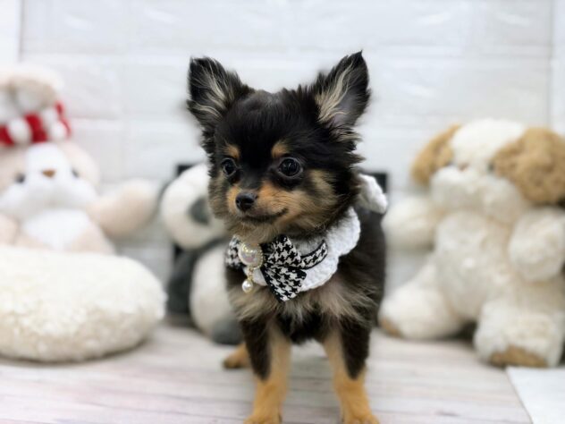 岡山県のハーフ犬・ミックス犬 (ワンキャラット アミーゴ岡南店/2025年12月23日生まれ/女の子/ブラックタン)の子犬の3枚目の画像