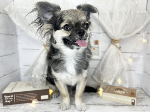 香川県のチワワ(ロング) (ワンキャラット アミーゴ屋島店/2025年8月17日生まれ/男の子/ブラックタンホワイト)の子犬の1枚目の画像