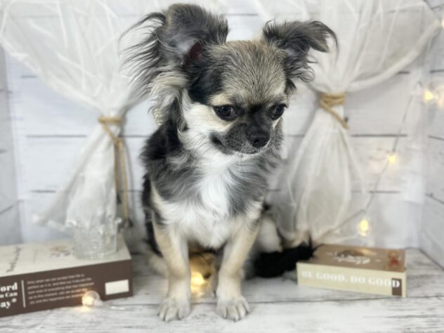 香川県のチワワ(ロング) (ワンキャラット アミーゴ屋島店/2025年8月17日生まれ/男の子/ブラックタンホワイト)の子犬の3枚目の画像