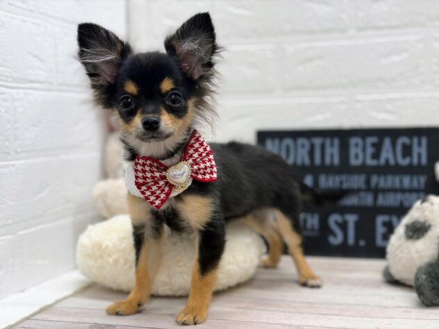 岡山県のハーフ犬・ミックス犬 (ワンキャラット アミーゴ岡南店/2025年11月6日生まれ/女の子/ブラックタン)の子犬の3枚目の画像