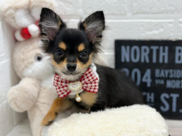 岡山県のハーフ犬・ミックス犬 (ワンキャラット アミーゴ岡南店/2025年11月6日生まれ/女の子/ブラックタン)の子犬の4枚目の画像