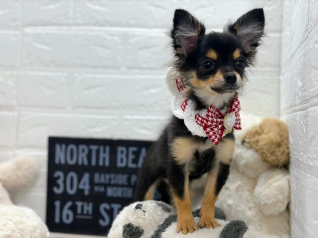 岡山県のハーフ犬・ミックス犬 (ワンキャラット アミーゴ岡南店/2025年11月6日生まれ/女の子/ブラックタン)の子犬の2枚目の画像