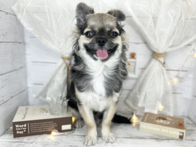 香川県のチワワ(ロング) (ワンキャラット アミーゴ屋島店/2025年8月17日生まれ/男の子/ブラックタンホワイト)の子犬の2枚目の画像