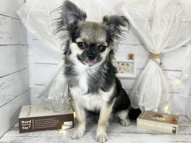 香川県のチワワ(ロング) (ワンキャラット アミーゴ屋島店/2025年8月17日生まれ/男の子/ブラックタンホワイト)の子犬の4枚目の画像