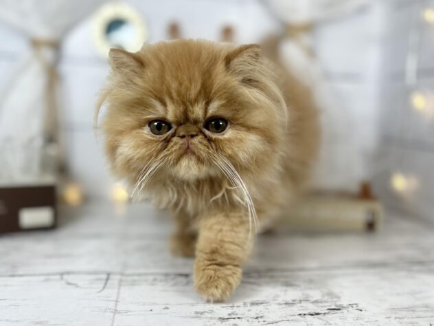 香川県のエキゾチック (ワンキャラット アミーゴ屋島店/2025年11月5日生まれ/男の子/レッドタビー)の子猫の1枚目の画像