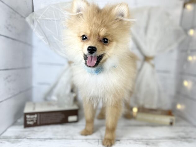 香川県のポメラニアン (ワンキャラット アミーゴ屋島店/2025年9月28日生まれ/男の子/オレンジ)の子犬の2枚目の画像