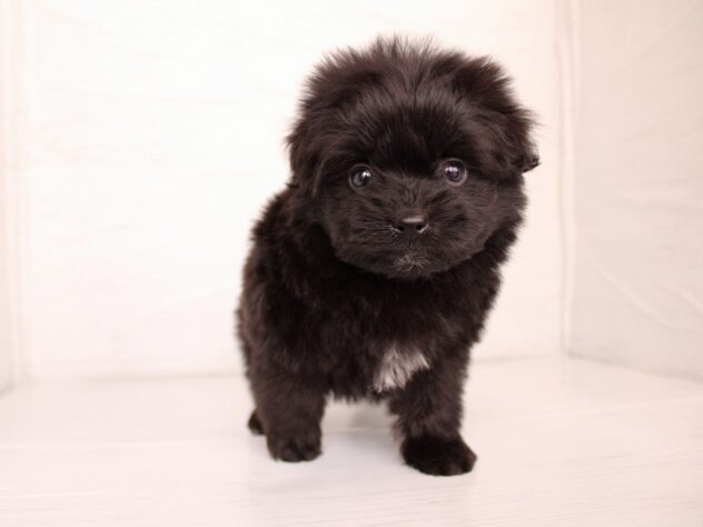 兵庫県のハーフ犬・ミックス犬 (ペット・プラザ アミーゴ神戸灘店/2026年1月8日生まれ/女の子/ブラック)の子犬の2枚目の画像