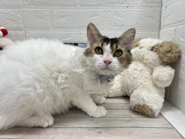 岡山県のセルカークレックス (ワンキャラット アミーゴ岡南店/2025年8月24日生まれ/女の子/ブラウンティックドタビーホワイト)の子猫の3枚目の画像