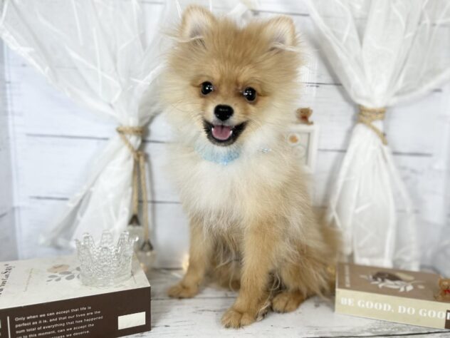 香川県のポメラニアン (ワンキャラット アミーゴ屋島店/2025年9月28日生まれ/男の子/オレンジ)の子犬の1枚目の画像