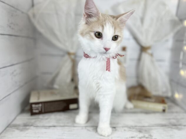 香川県のノルウェージャンフォレストキャット (ワンキャラット アミーゴ屋島店/2025年9月15日生まれ/男の子/クリームタビーホワイト)の子猫の1枚目の画像