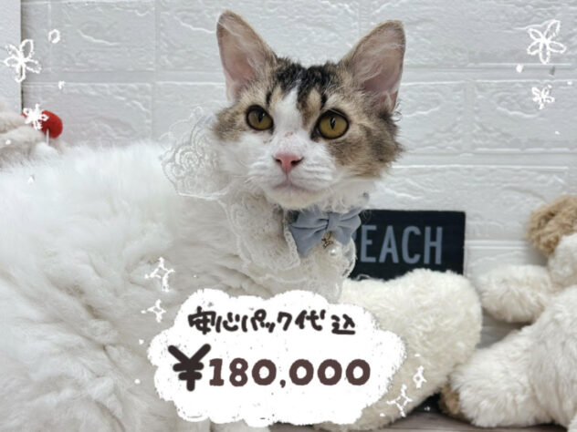 岡山県のセルカークレックス (ワンキャラット アミーゴ岡南店/2025年8月24日生まれ/女の子/ブラウンティックドタビーホワイト)の子猫の1枚目の画像