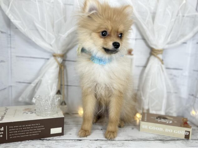 香川県のポメラニアン (ワンキャラット アミーゴ屋島店/2025年9月28日生まれ/男の子/オレンジ)の子犬の3枚目の画像