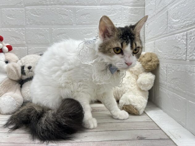 岡山県のセルカークレックス (ワンキャラット アミーゴ岡南店/2025年8月24日生まれ/女の子/ブラウンティックドタビーホワイト)の子猫の2枚目の画像